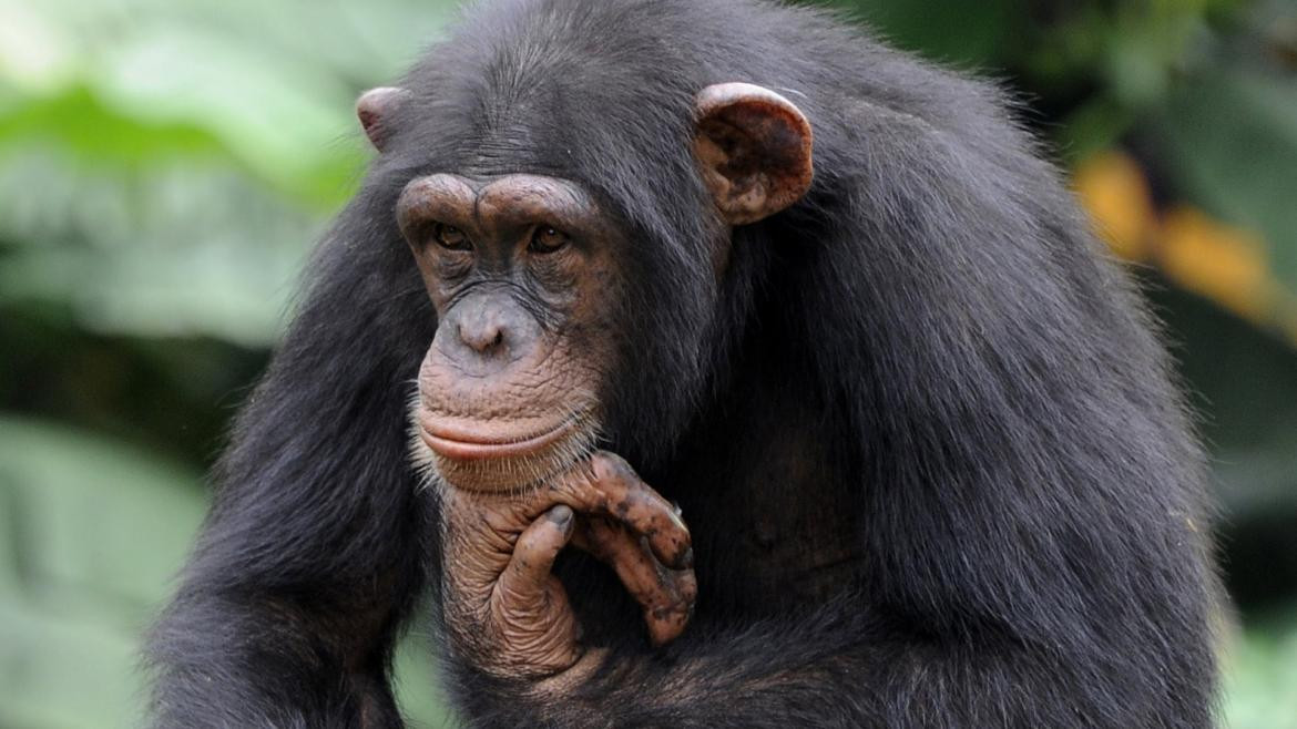 Furor mundial por el video de un chimpancé manipulando un Iphone
