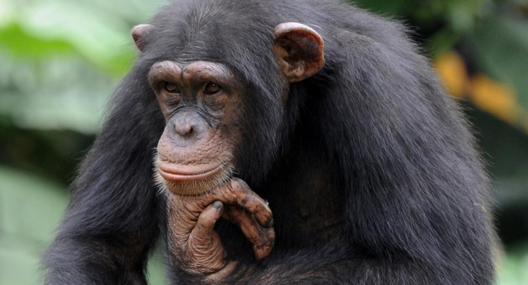 Furor mundial por el video de un chimpancé manipulando un Iphone
