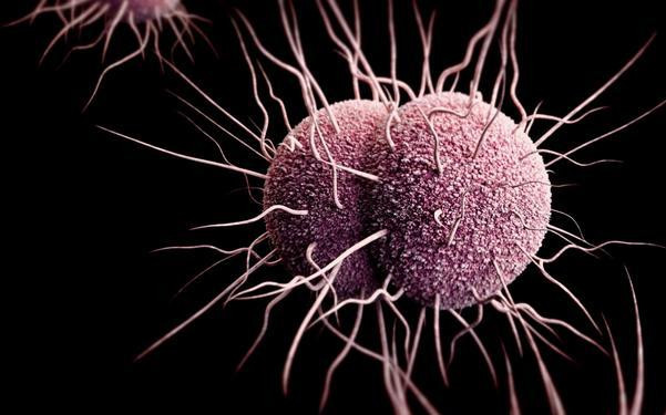 ¿Cuáles son las superbacterias más resistentes? Neisseria gonorrhoeae 