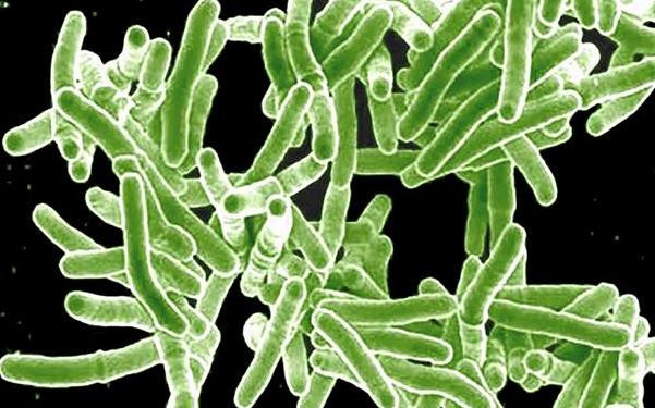 ¿Cuáles son las superbacterias más resistentes? Acinetobacter baumannii 