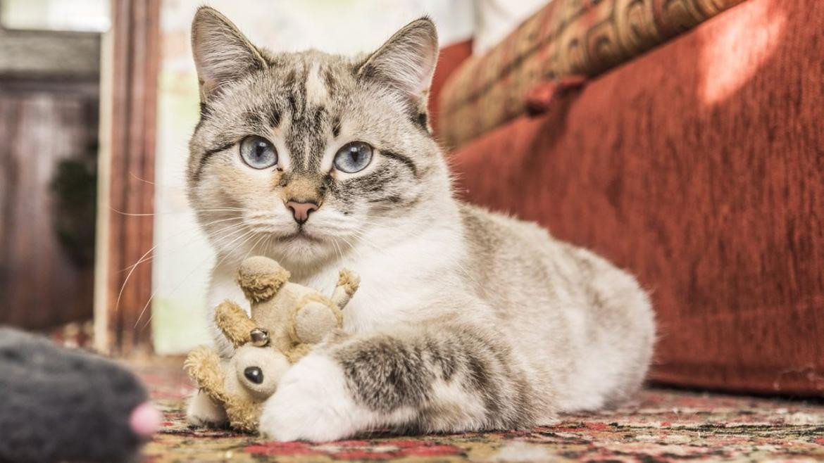 ¿Por qué el 29 de abril se celebra el Día del Animal?