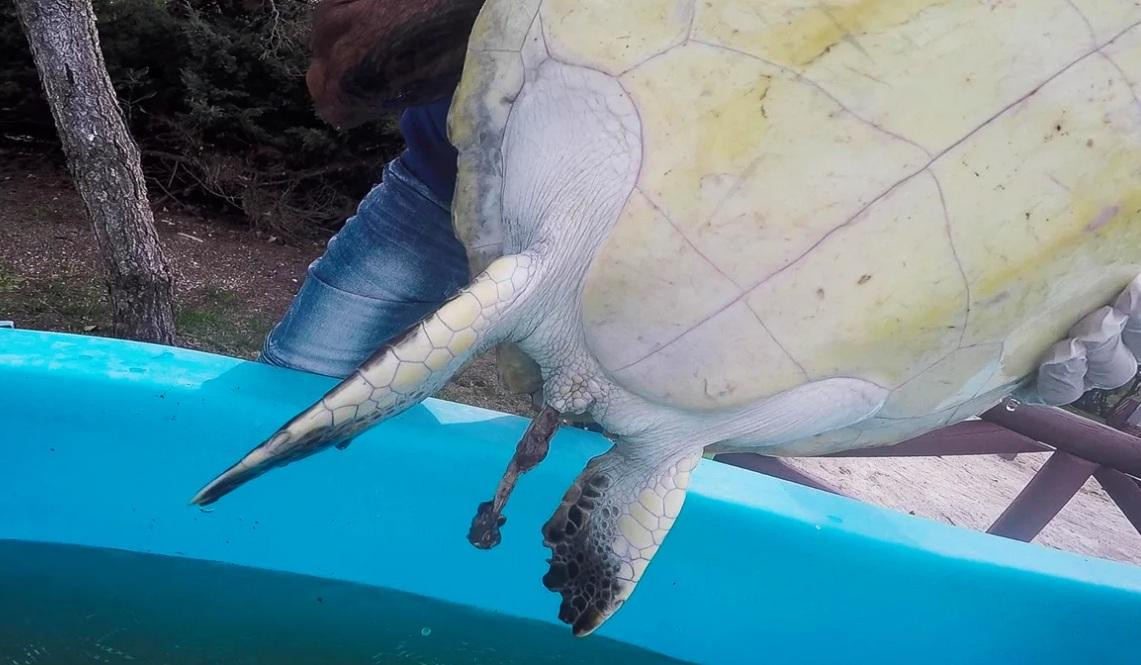 Tortuga marina rescatada que defeca gran cantidad de basura