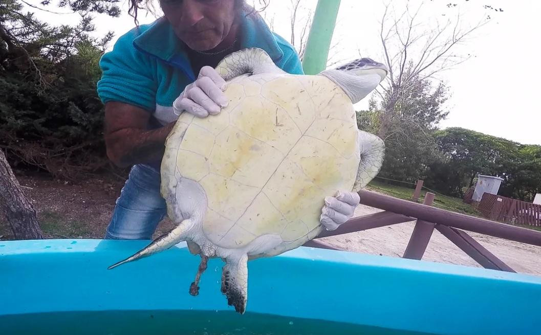 Tortuga marina rescatada que defeca gran cantidad de basura