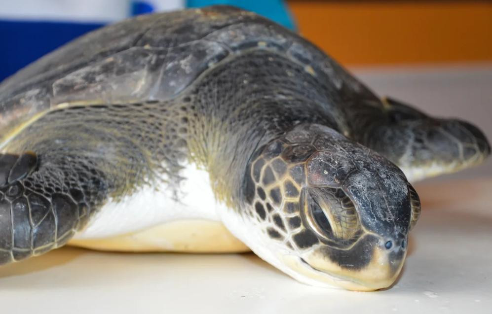 Tortuga marina rescatada que defeca gran cantidad de basura