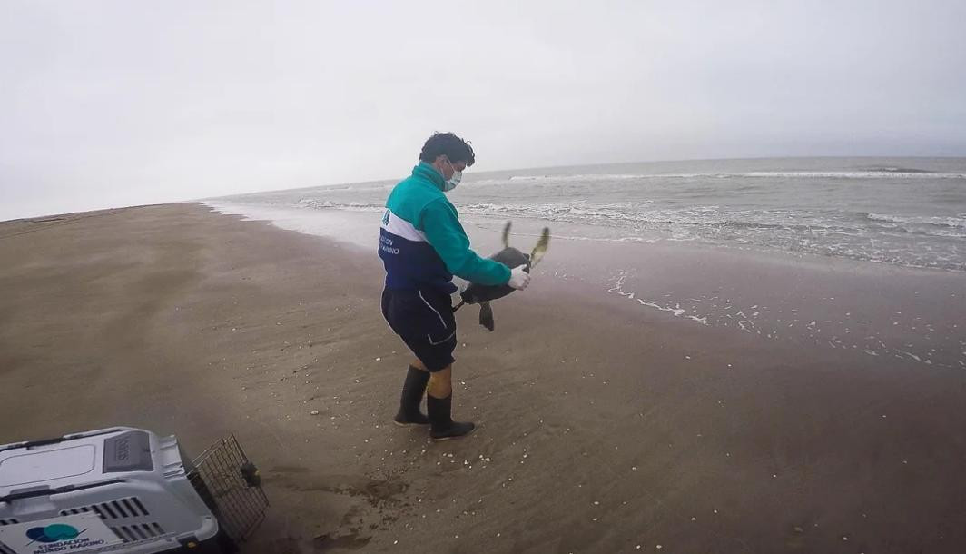 Tortuga marina rescatada que defeca gran cantidad de basura