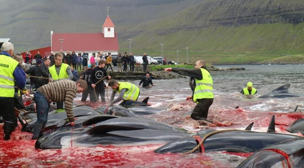 Masacraron a 250 ballenas y delfines en las Islas Feroe