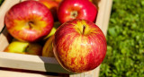 Manzanas. Foto: NA.