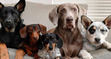 Perros, estudio
