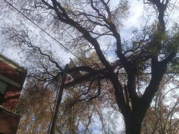 Viento zonda, destrozos en Mendoza, fotos