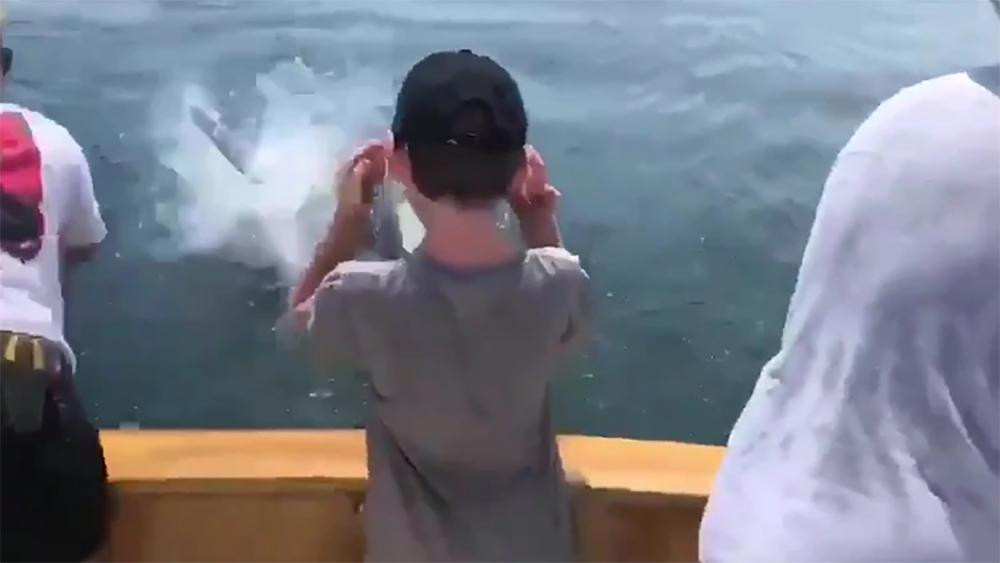 Video viral, tiburón blanco aterrorizó a una familia en su día de pesca	