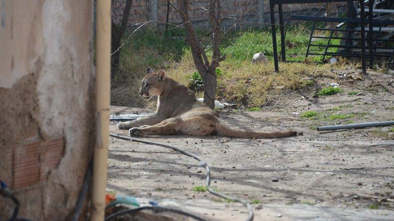 Puma, Neuquén