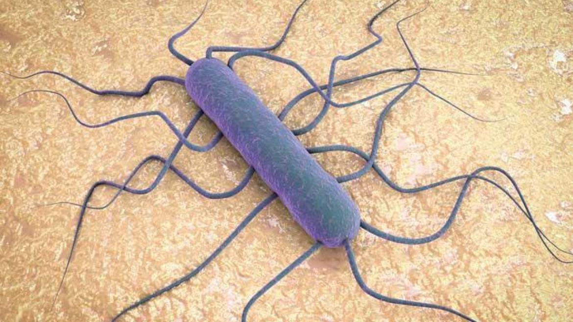 Bacteria Listeria monocytogenes.