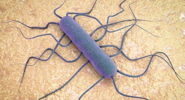 Bacteria Listeria monocytogenes.