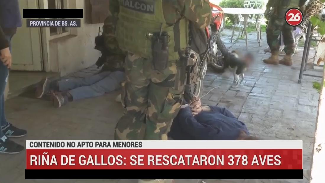 Operativo, riñas de gallos, Canal 26