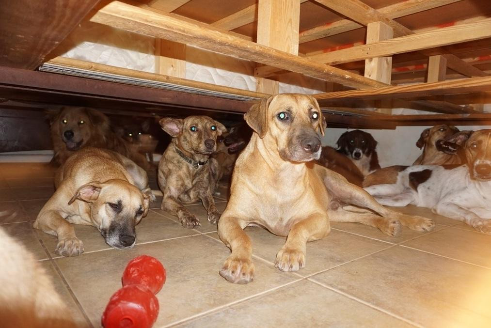 Huracán Dorian: una mujer refugió en su casa a 97 perros