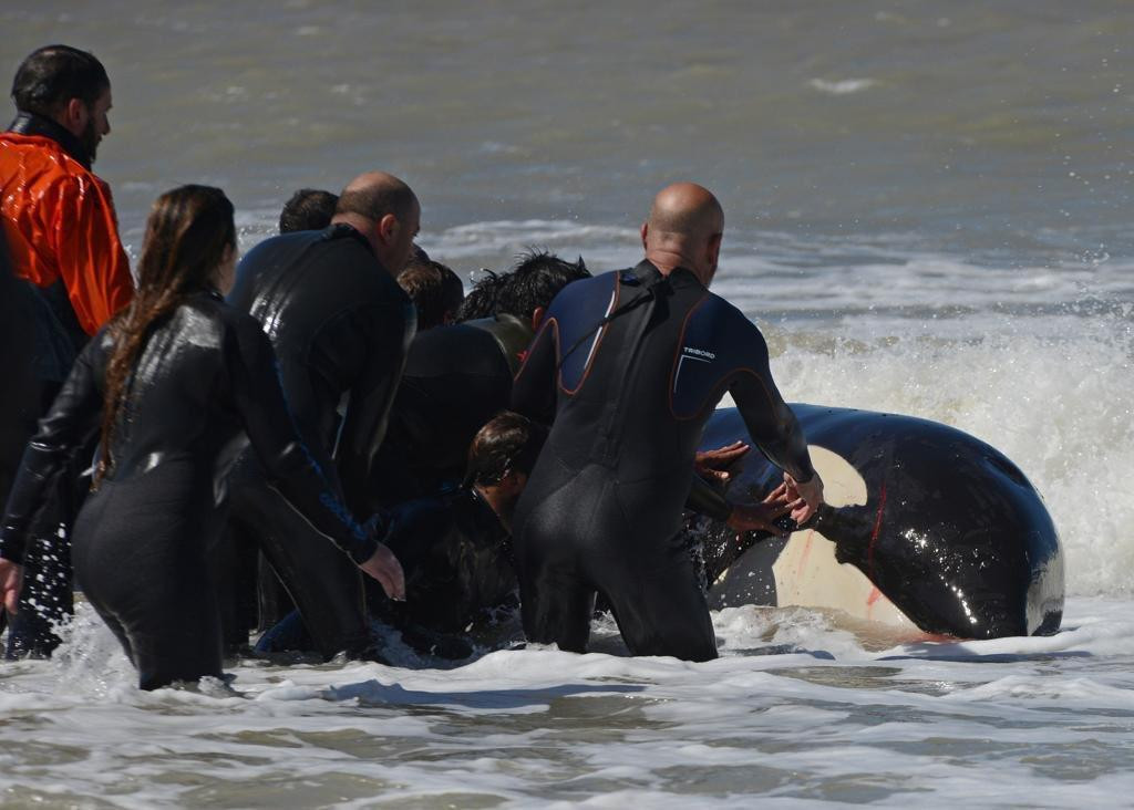 Rescate de orca varada en Mar Chiquita