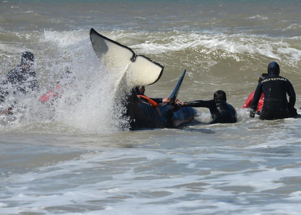 Rescate de orca varada en Mar Chiquita