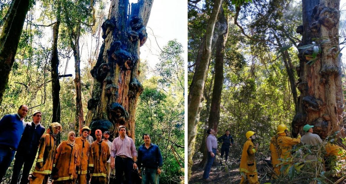 Incendio de la grapia milenaria, árbol más antiguo de Misiones, Juan Manuel Díaz, Ministro de Ecología y R.N.R. de Misiones, Twitter