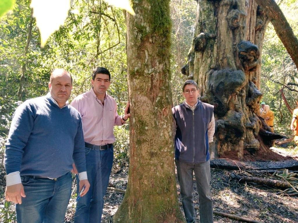 Incendio de la grapia milenaria, árbol más antiguo de Misiones, Juan Manuel Díaz, Ministro de Ecología y R.N.R. de Misiones, Twitter