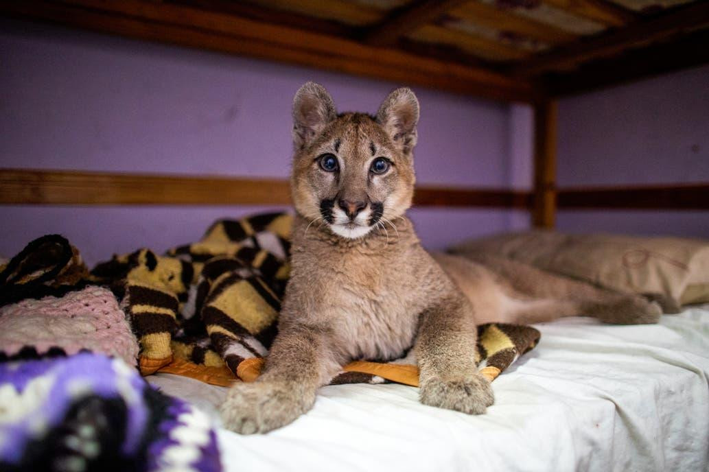 Cachorro puma, Mataderos