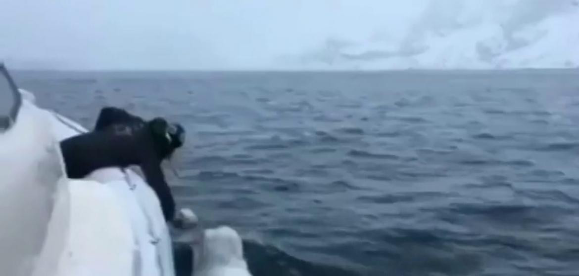 Furor en las redes por una beluga juega al rugby con un marinero en medio del océano