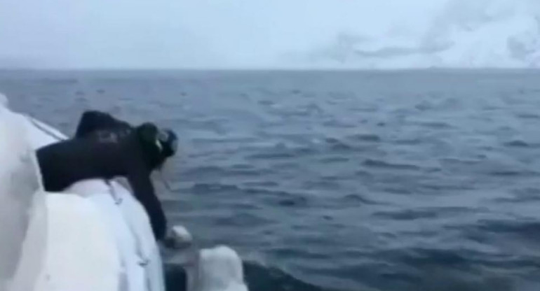 Furor en las redes por una beluga juega al rugby con un marinero en medio del océano