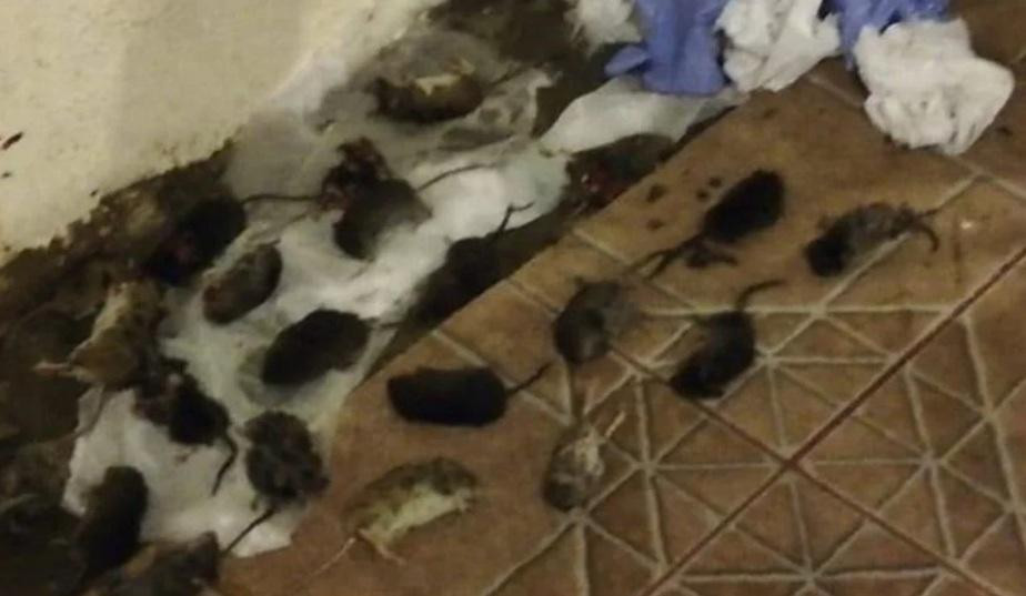 Invasión de ratas en la cordillera patagónica