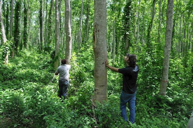 Madera cultivada, info general