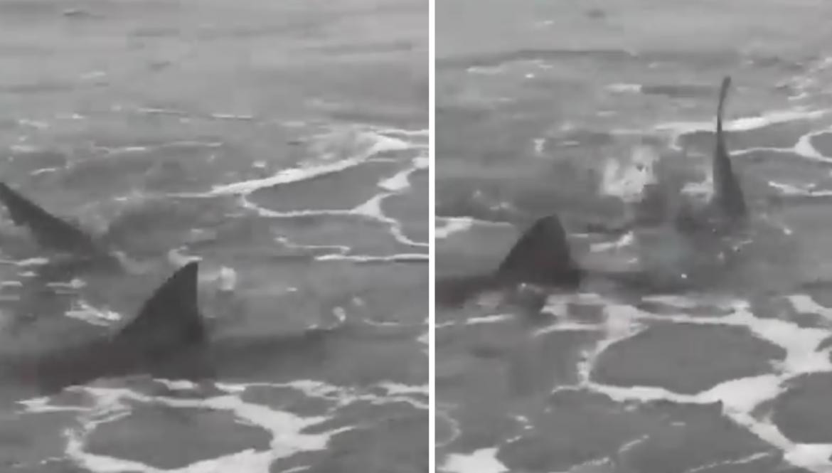 Tiburones en Monte Hermoso, captura video