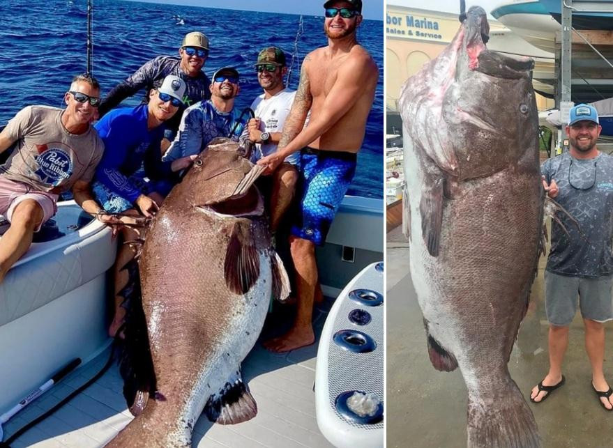 Pesca insólita en Florida, sacó un pez en peligro de extinción