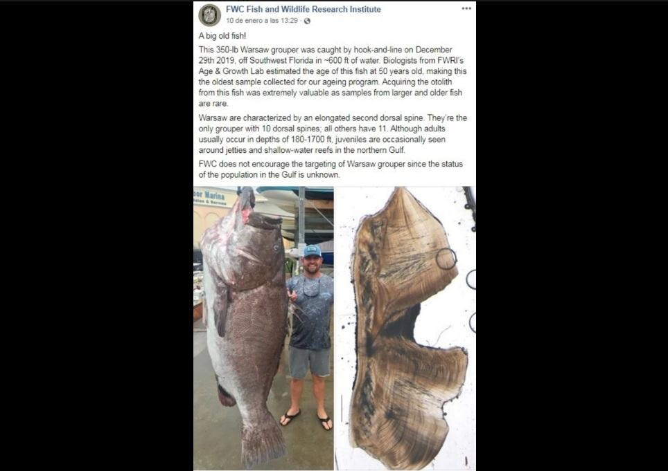 Pesca insólita en Florida, sacó un pez en peligro de extinción
