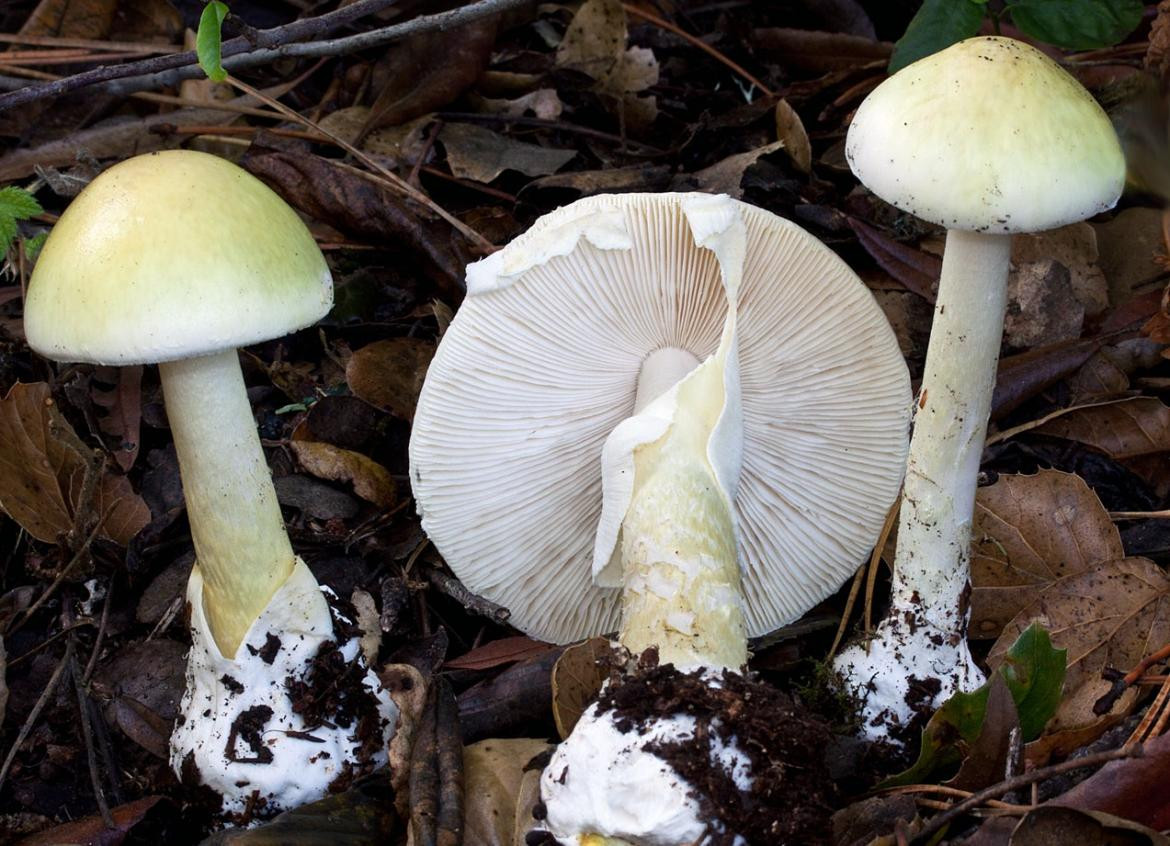 Amanita phalloides