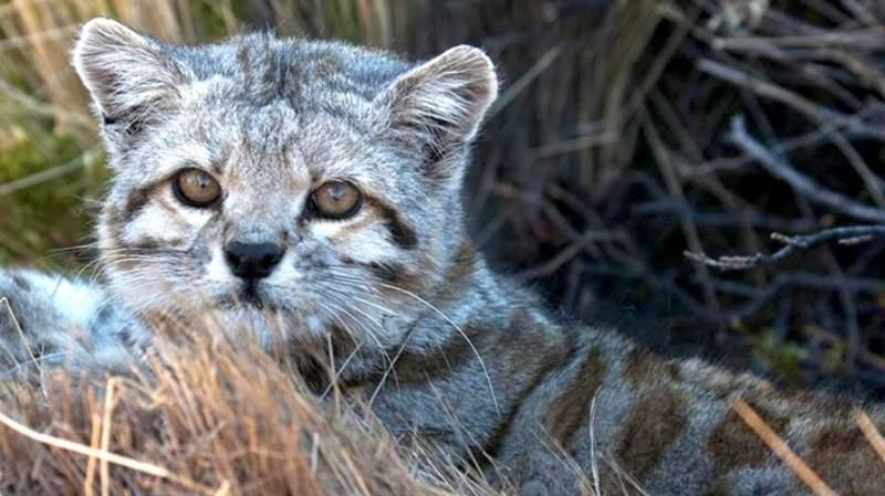 Gato andino, animal