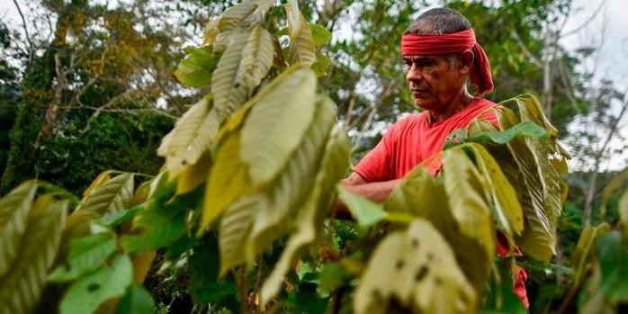 Glifosato, uso en Colombia