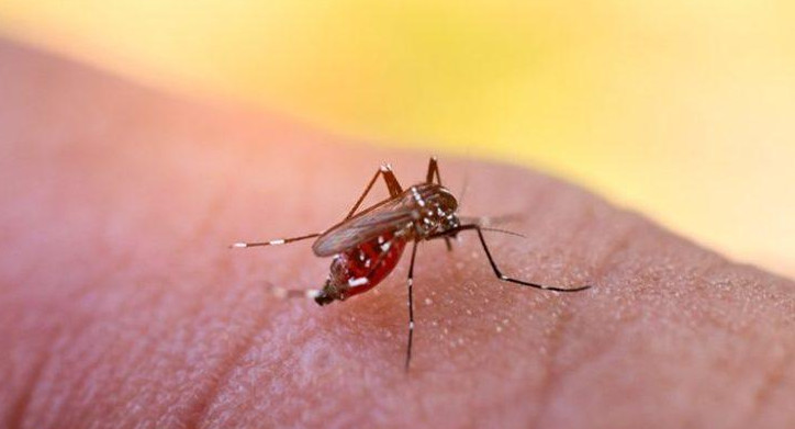 Dengue, mosquito, salud