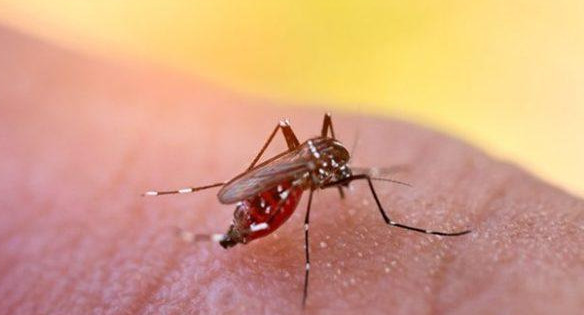 Dengue, mosquito, salud