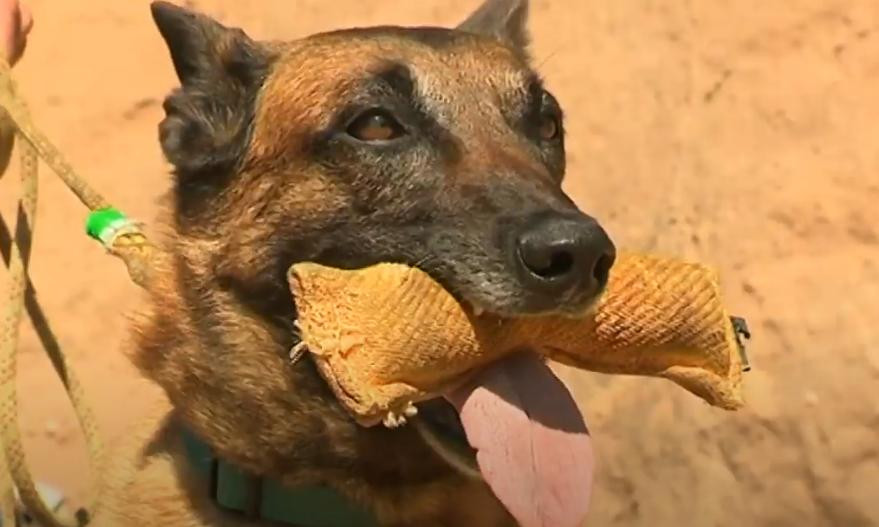 Coronavirus, Italia, entrenamiento de perros para detectar Covid-19, EuroNews