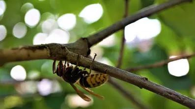 Alerta en EEUU por la llegada al país de un insecto letal