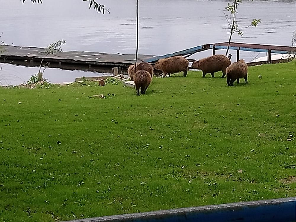 Coronavirus, Argentina, carpinchos en Laguna de los Padres, Mar del Plata