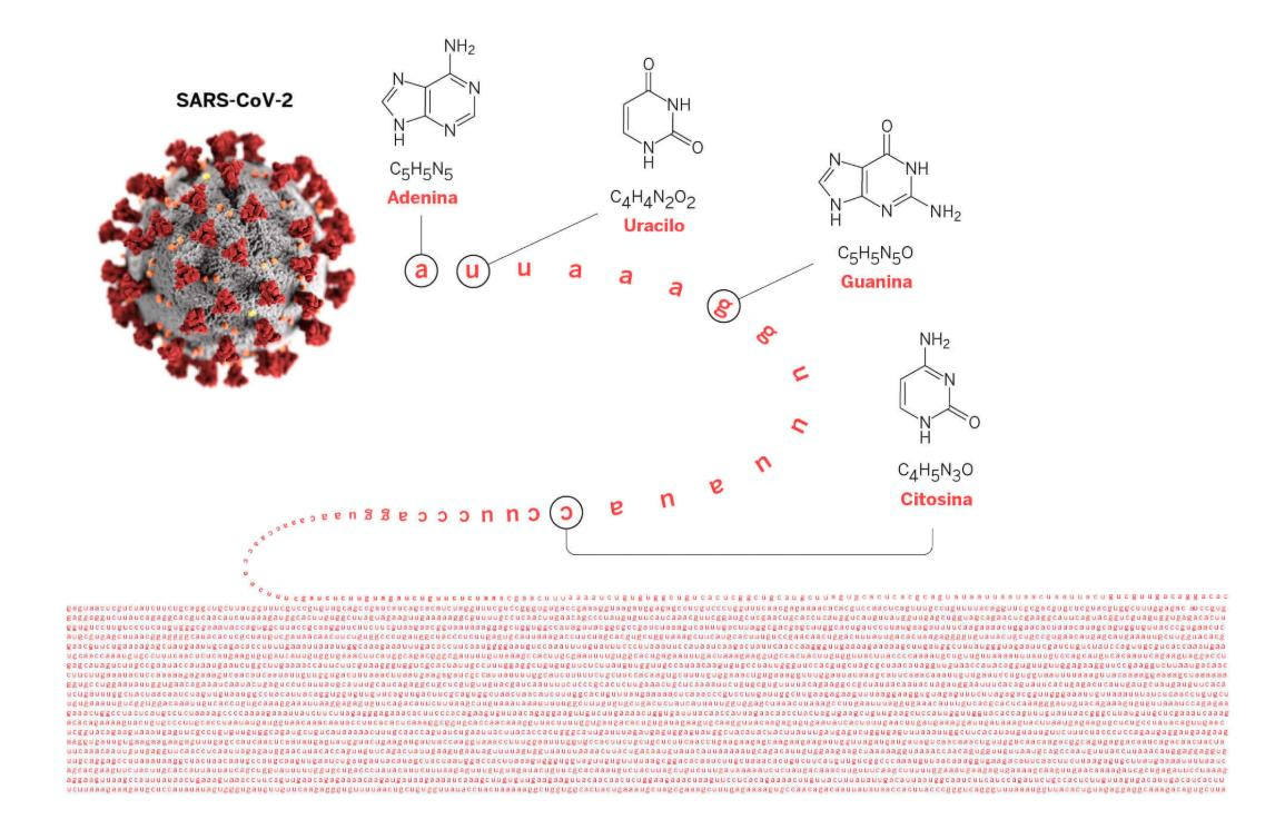 Coronavirus, las doce letras que cambiaron el mundo con el coronavirus: ccu cgg cgg gca	