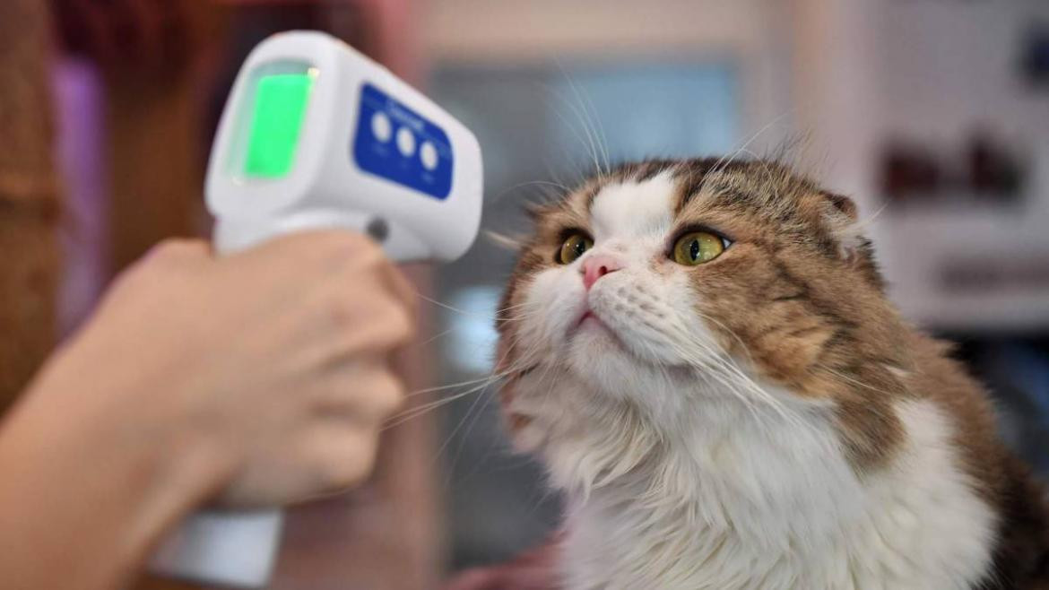 Control de coronavirus en gatos