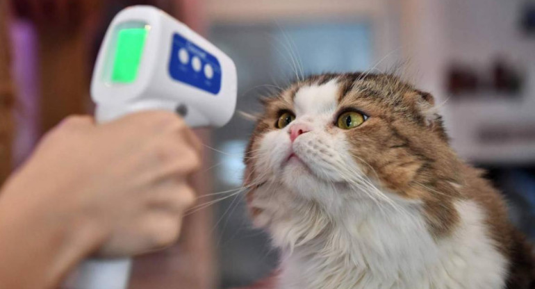 Control de coronavirus en gatos