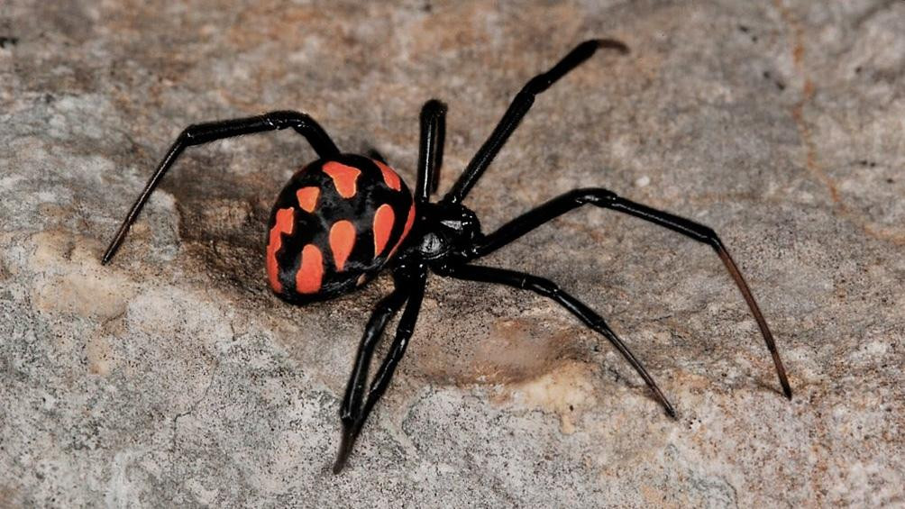 Araña, Viuda negra