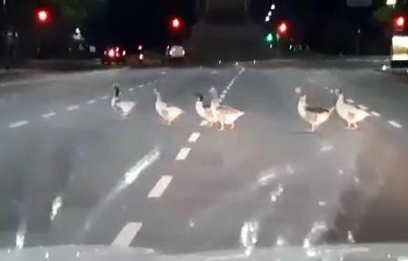 Marcha de patos en Palermo en plena cuarentena