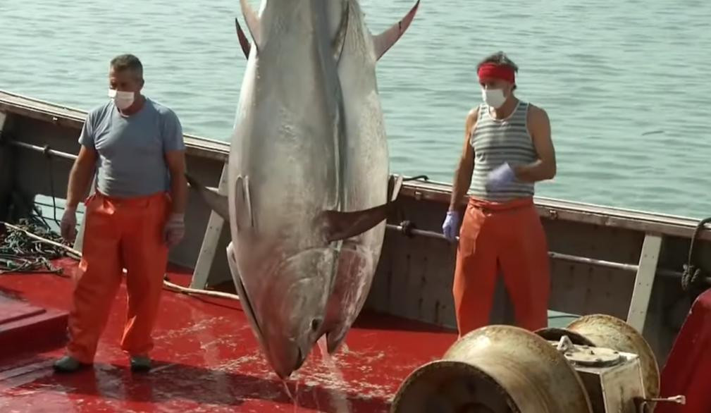Venta del atún en España, EuroNews