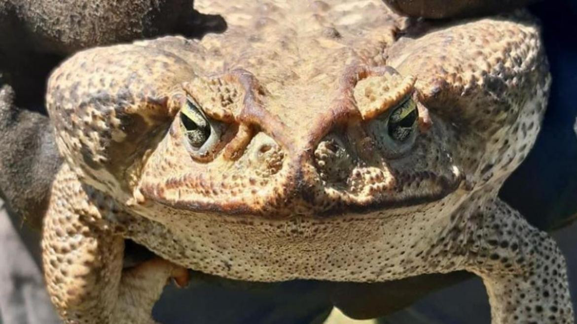 Sapo gigante en Florida