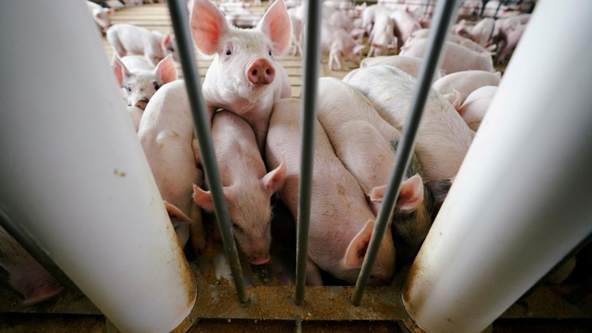 Cerdos chinos infectados con nuevo virus respiratorio