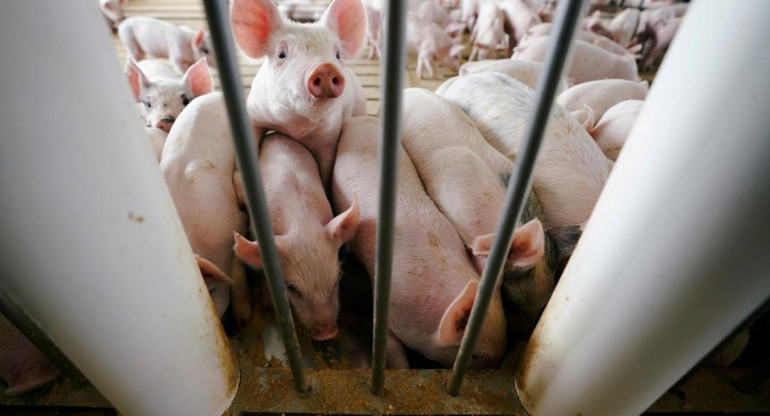 Cerdos chinos infectados con nuevo virus respiratorio