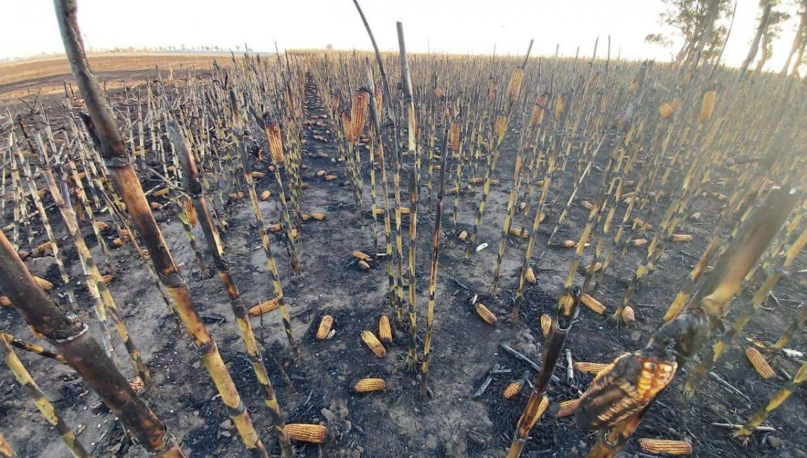 Así quedó el campo del vicepresidente de CRA, vandalismo en el campo