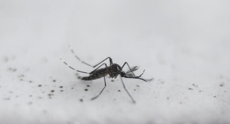Dengue, casos en el país, Argentina